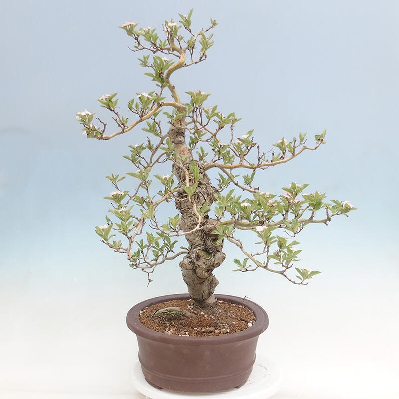 Outdoor bonsai - Hawthorn - Crataegus cuneata