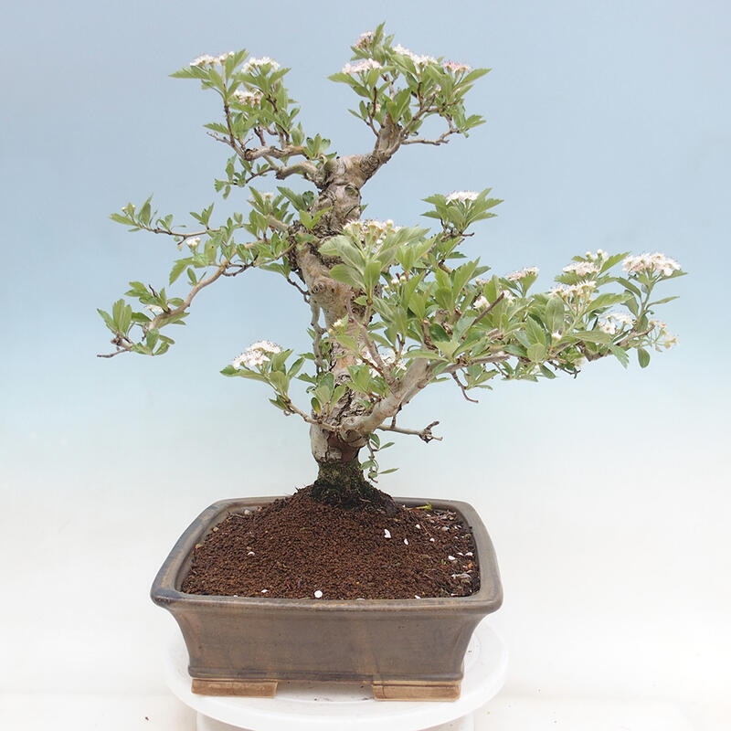 Outdoor bonsai - Hawthorn - Crataegus cuneata