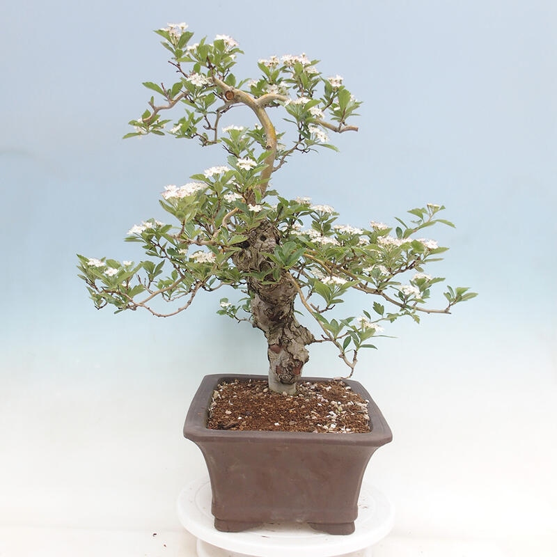 Outdoor bonsai - Hawthorn - Crataegus cuneata