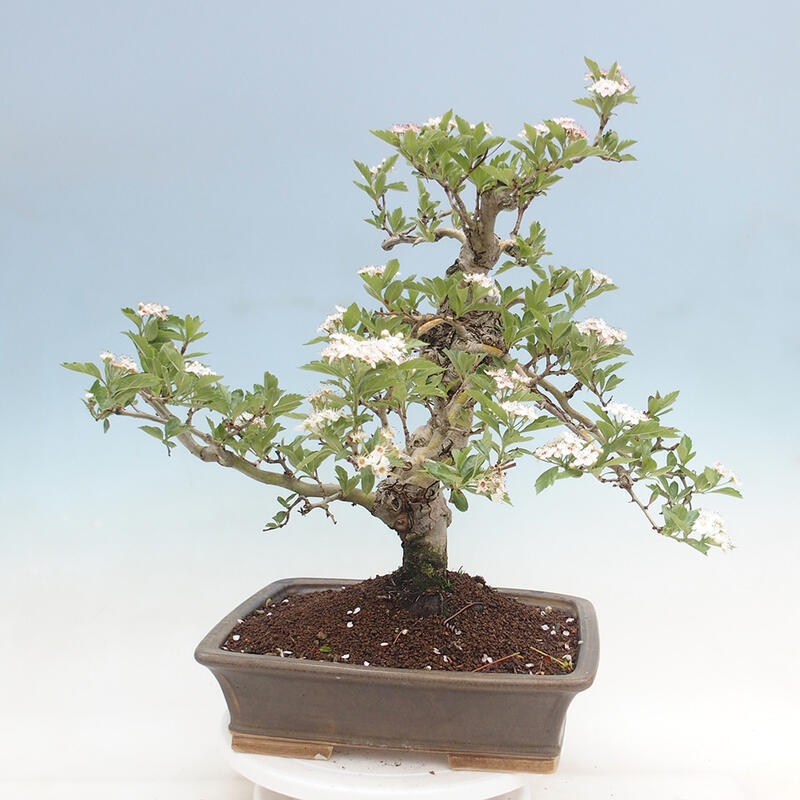 Outdoor bonsai - Hawthorn - Crataegus cuneata