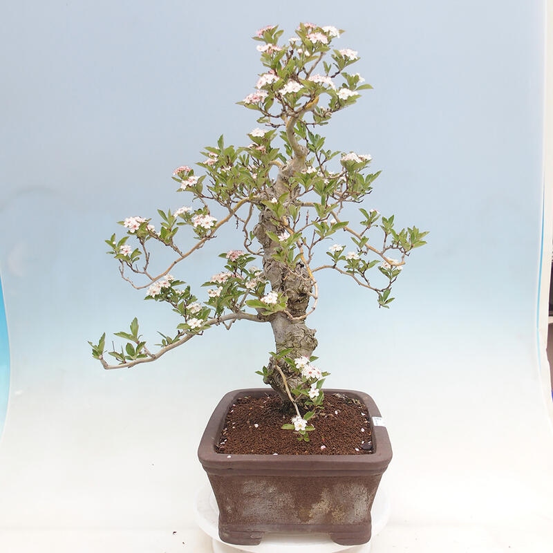 Outdoor bonsai - Hawthorn - Crataegus cuneata