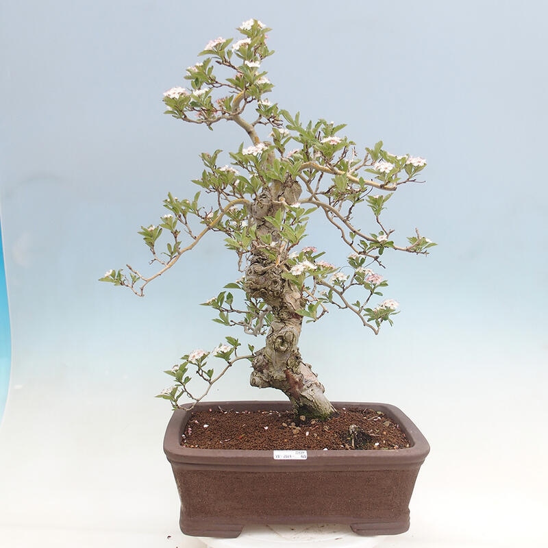 Outdoor bonsai - Hawthorn - Crataegus cuneata