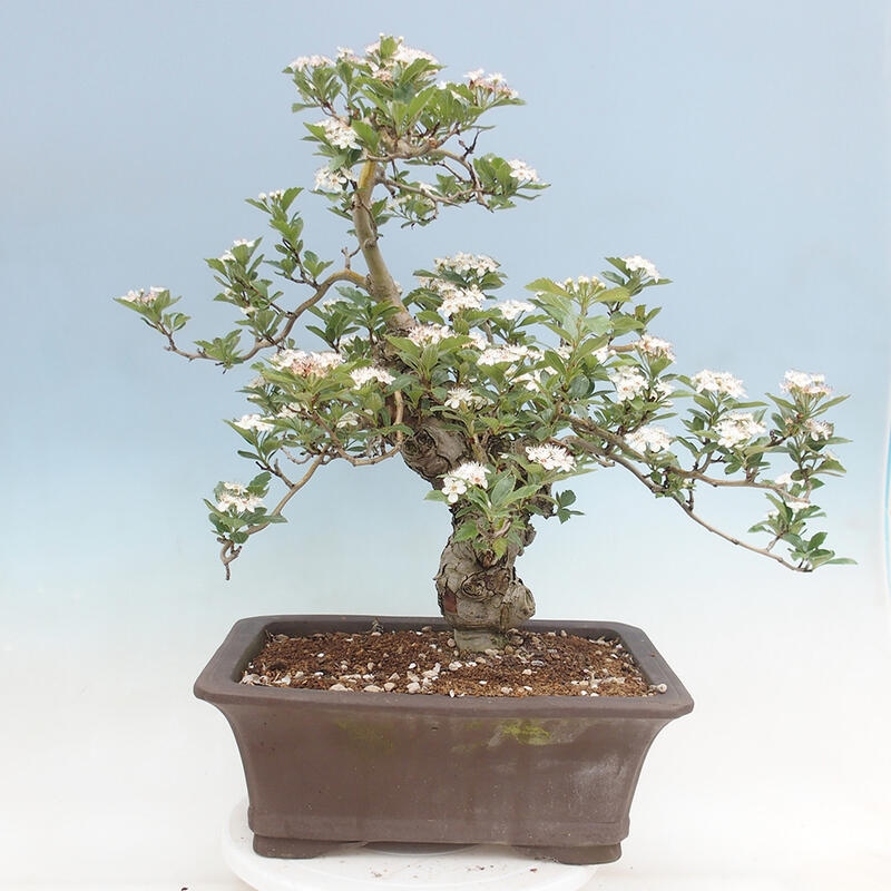 Outdoor bonsai - Hawthorn - Crataegus cuneata