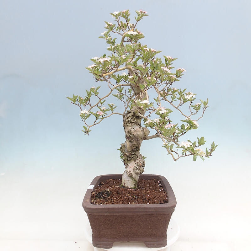 Outdoor bonsai - Hawthorn - Crataegus cuneata