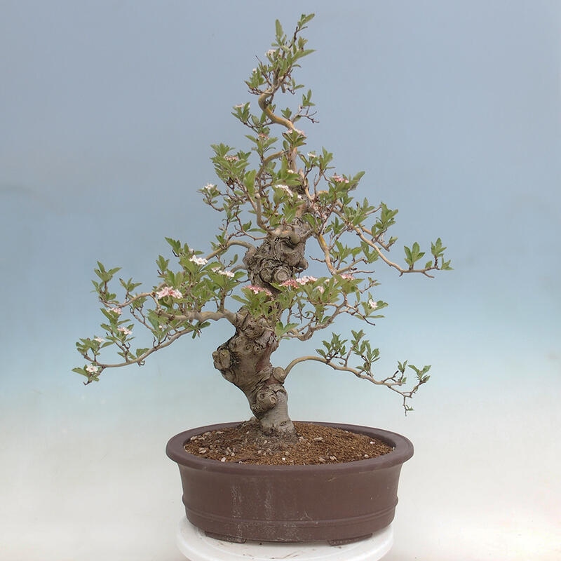 Outdoor bonsai - Hawthorn - Crataegus cuneata