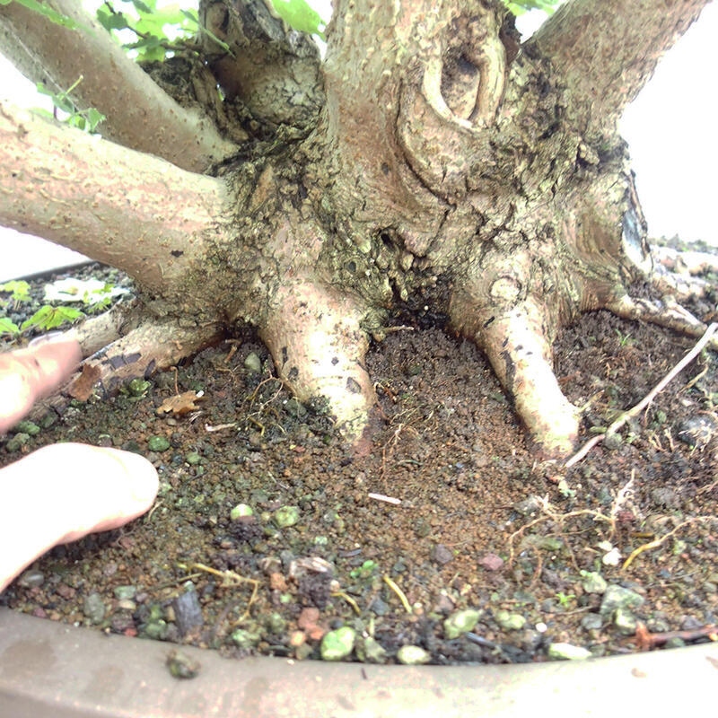 Outdoor bonsai - Baby maple - Acer campestre