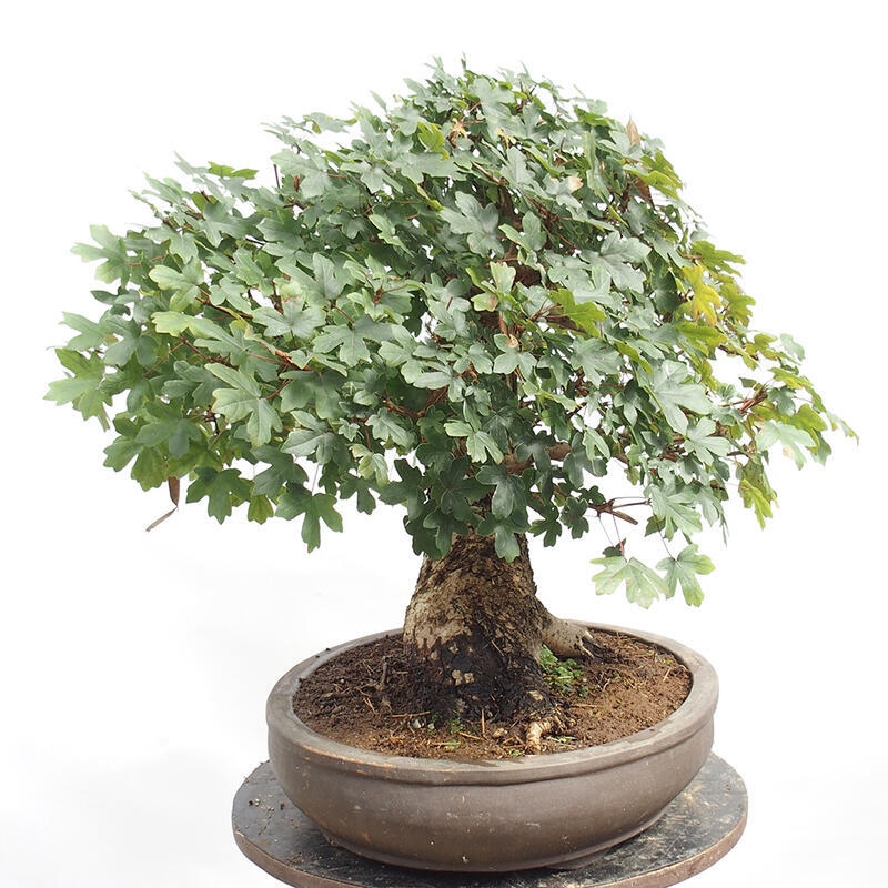 Outdoor bonsai - Baby maple - Acer campestre