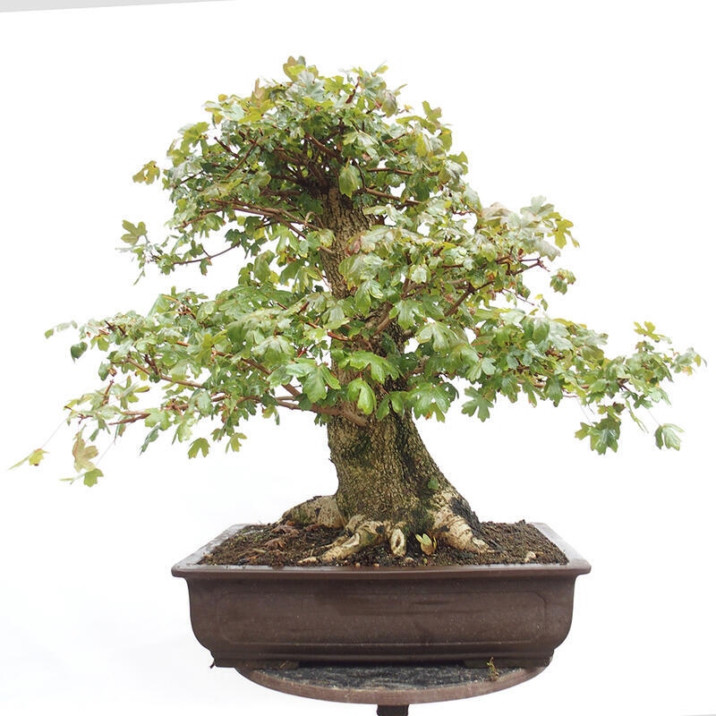 Outdoor bonsai - Baby maple - Acer campestre