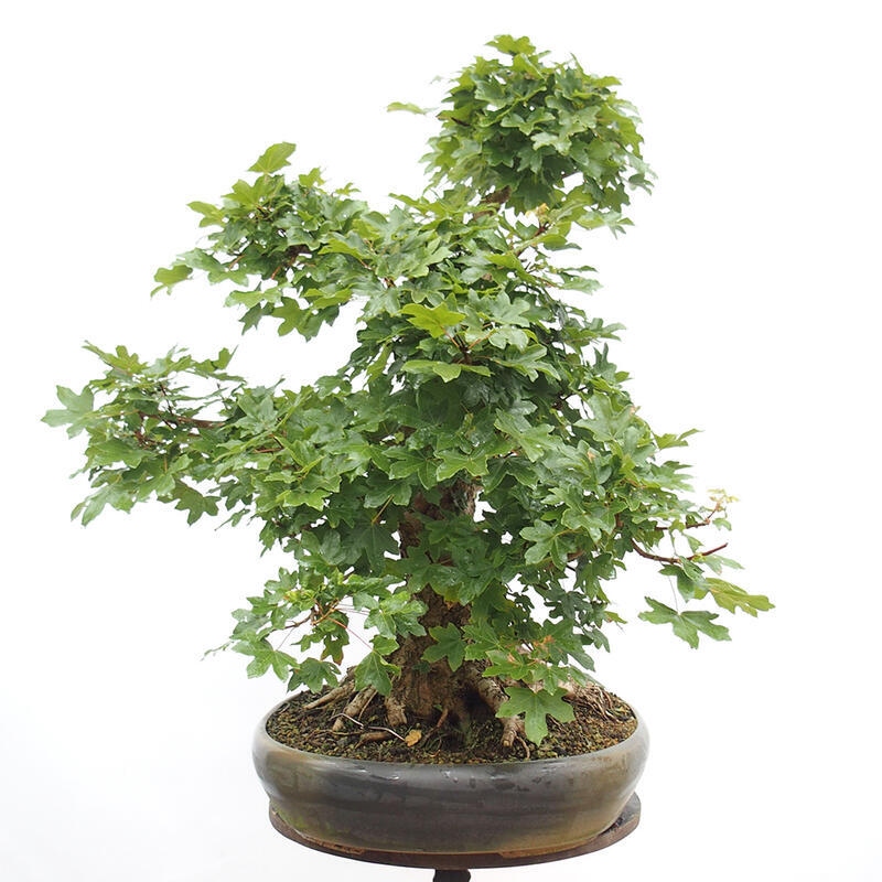 Outdoor bonsai - Baby maple - Acer campestre