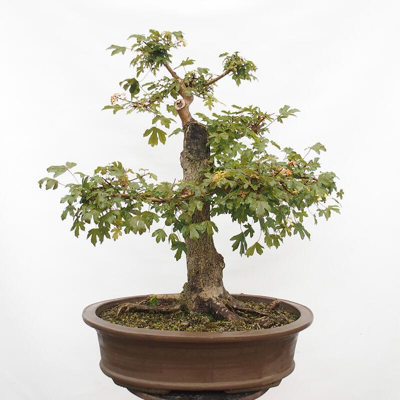 Outdoor bonsai - Baby maple - Acer campestre