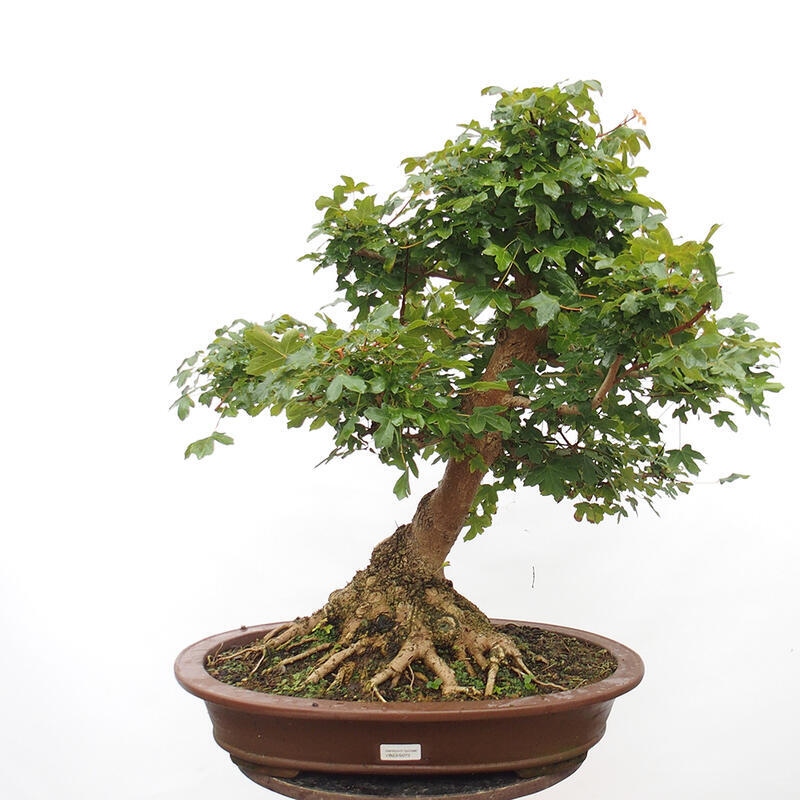 Outdoor bonsai - Baby maple - Acer campestre