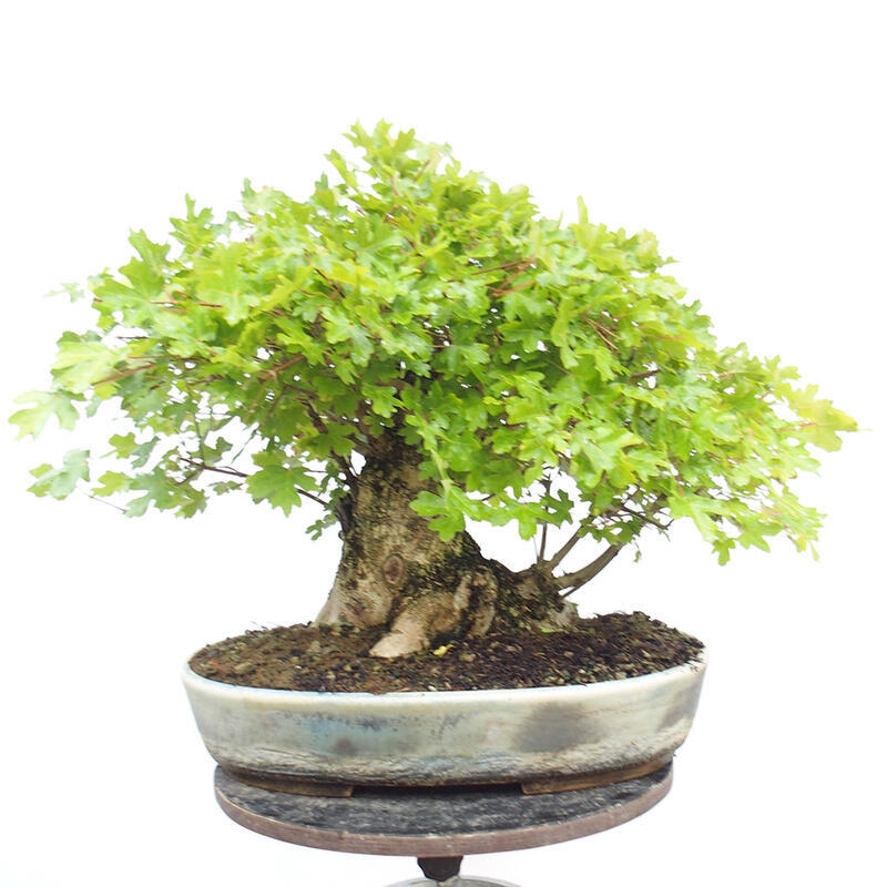 Outdoor bonsai - Baby maple - Acer campestre