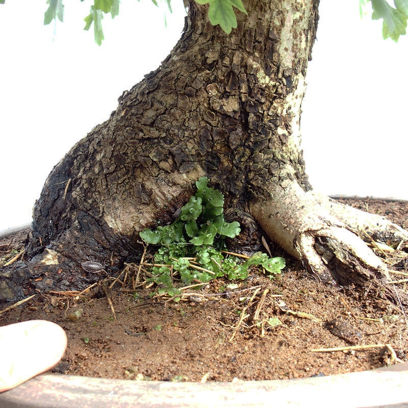 Outdoor bonsai - Baby maple - Acer campestre