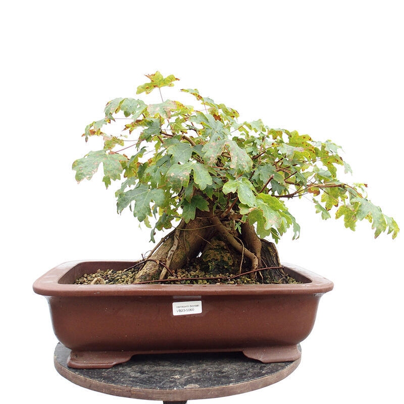 Outdoor bonsai - Baby maple - Acer campestre