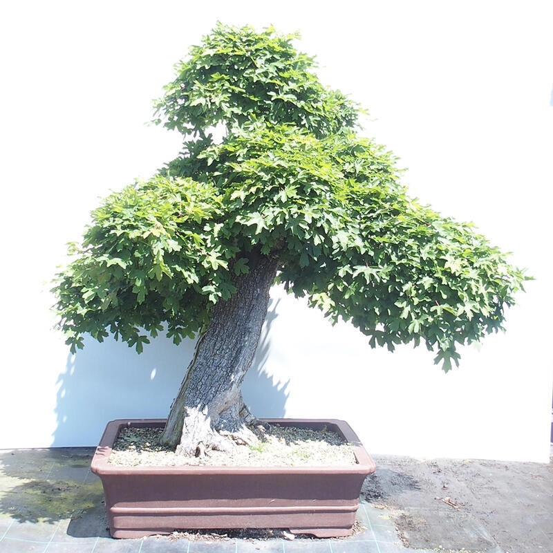 Outdoor bonsai - Baby maple - Acer campestre