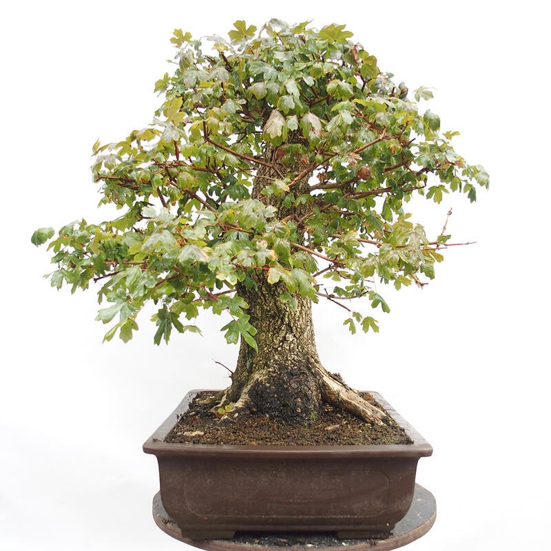 Outdoor bonsai - Baby maple - Acer campestre