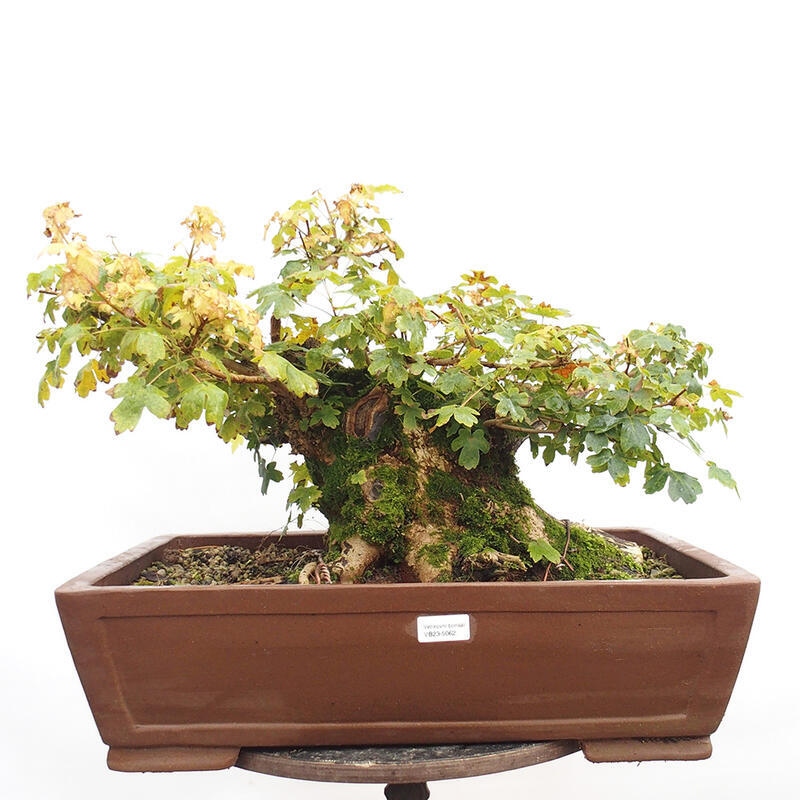 Outdoor bonsai - Baby maple - Acer campestre