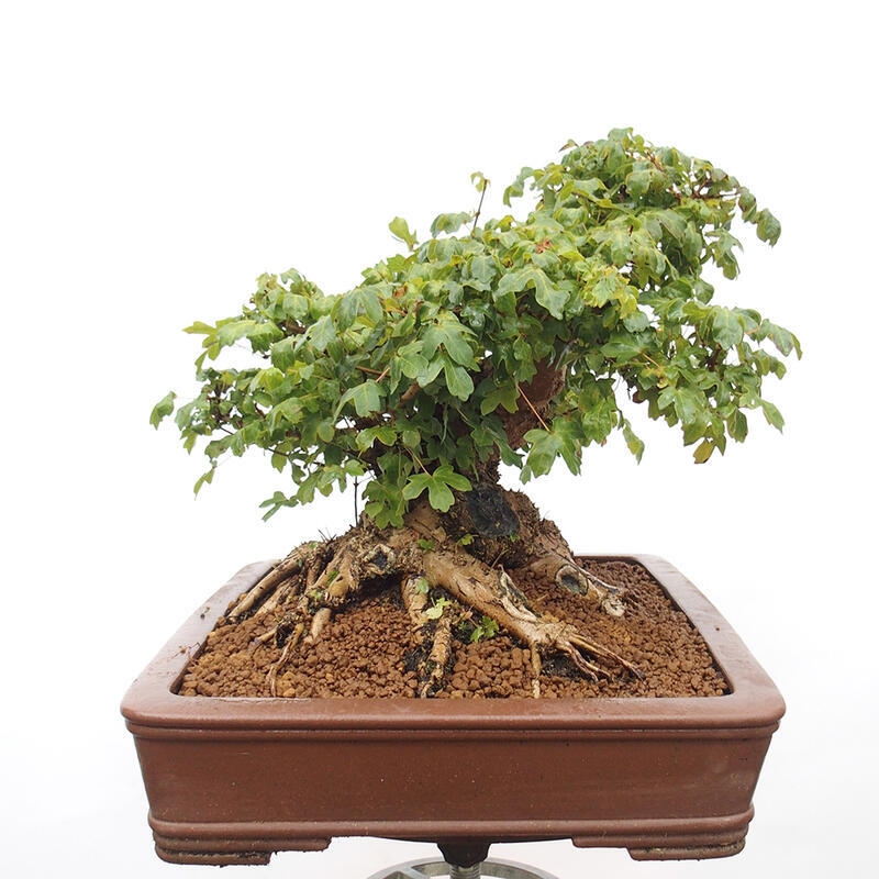 Outdoor bonsai - Baby maple - Acer campestre