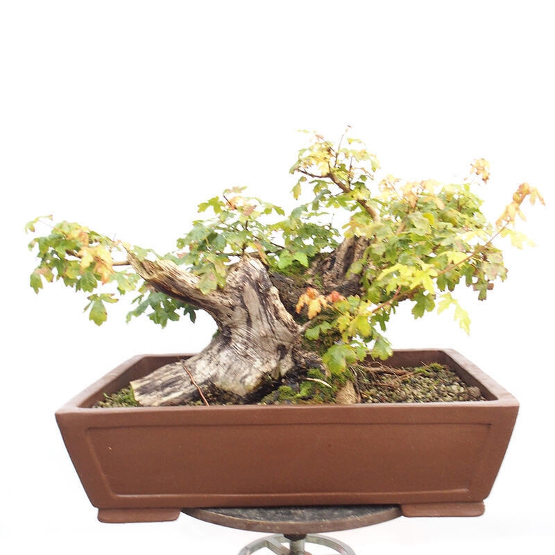 Outdoor bonsai - Baby maple - Acer campestre