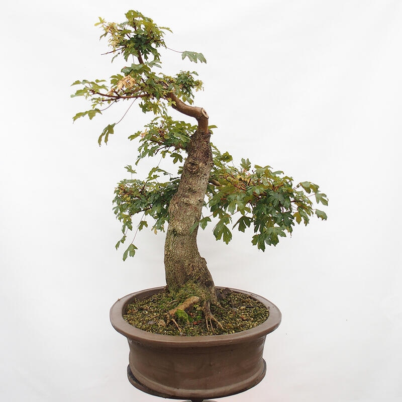 Outdoor bonsai - Baby maple - Acer campestre