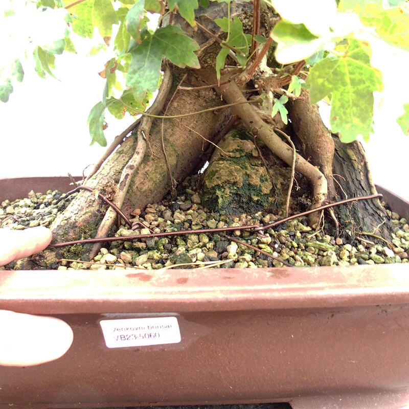 Outdoor bonsai - Baby maple - Acer campestre