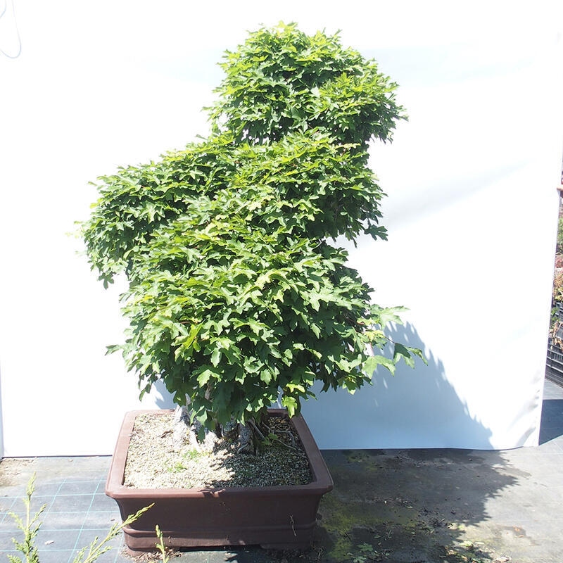 Outdoor bonsai - Baby maple - Acer campestre