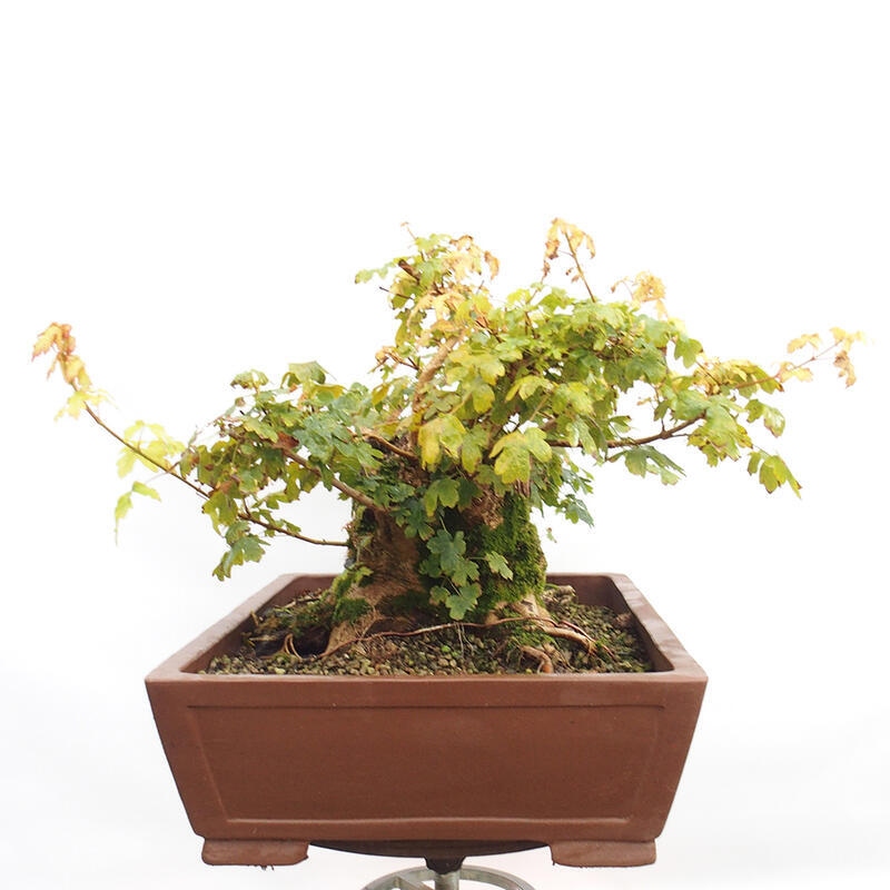 Outdoor bonsai - Baby maple - Acer campestre