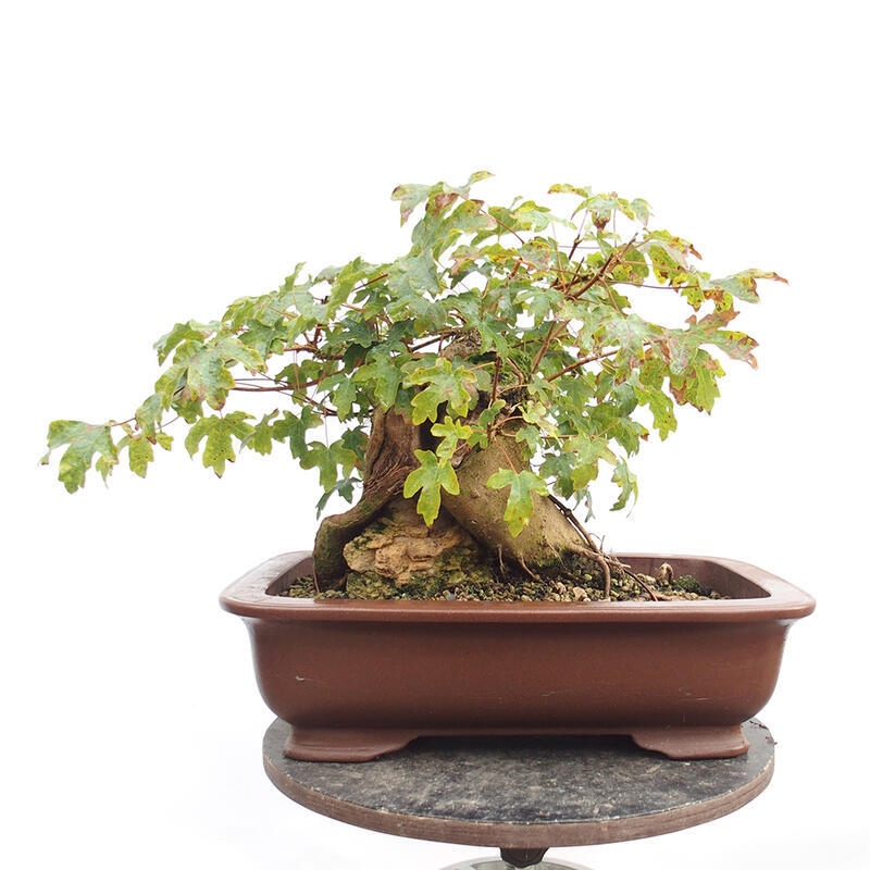 Outdoor bonsai - Baby maple - Acer campestre