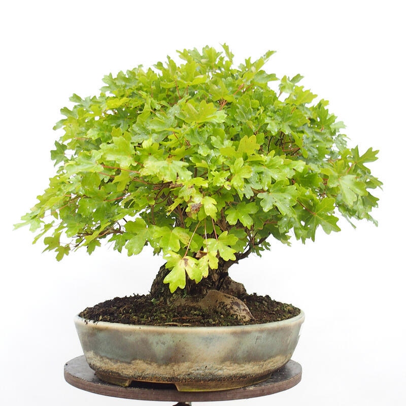 Outdoor bonsai - Baby maple - Acer campestre