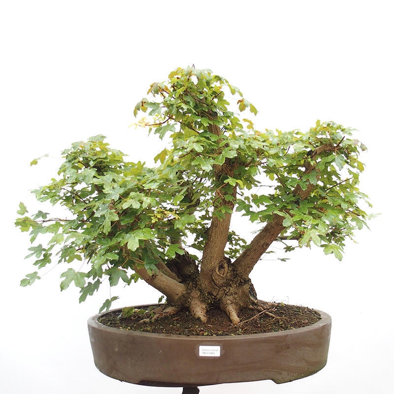 Outdoor bonsai - Baby maple - Acer campestre