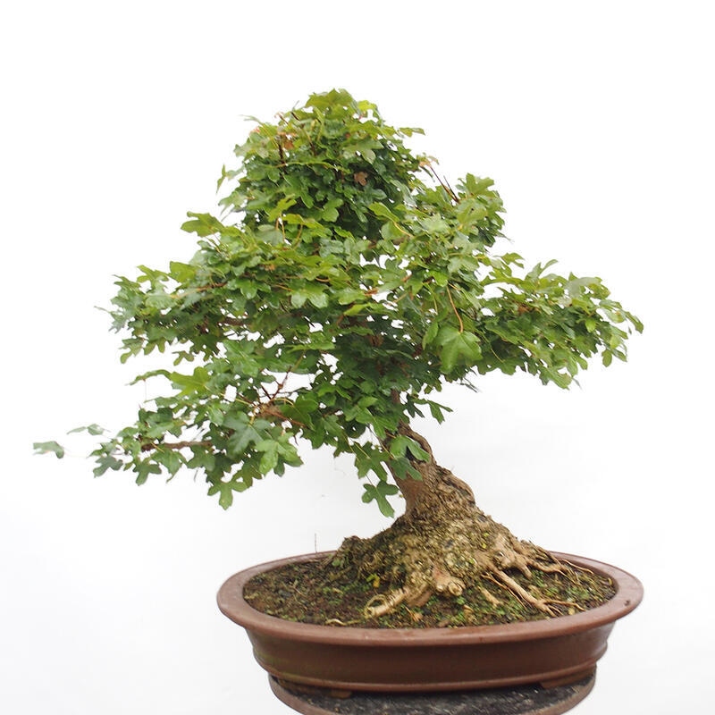 Outdoor bonsai - Baby maple - Acer campestre