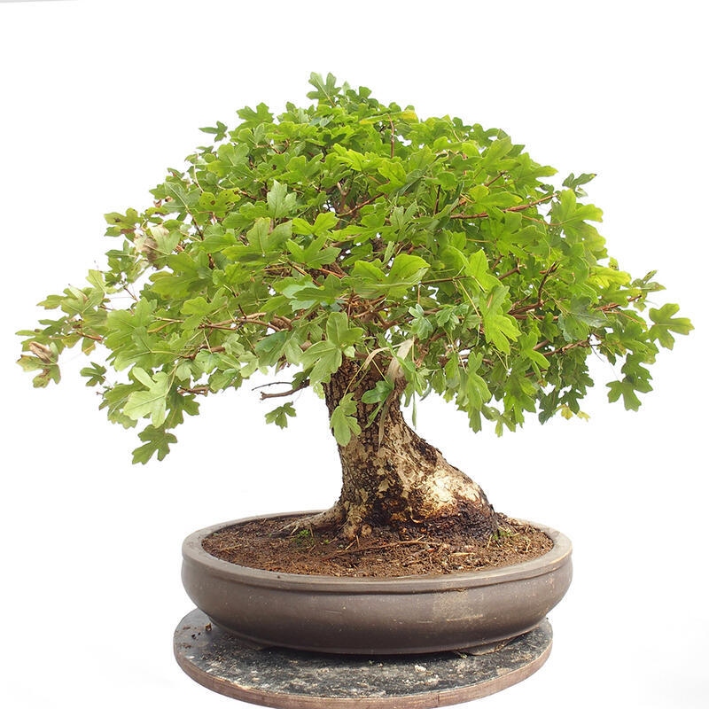 Outdoor bonsai - Baby maple - Acer campestre