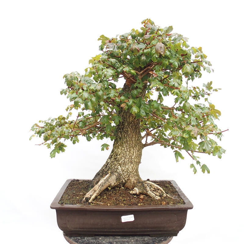 Outdoor bonsai - Baby maple - Acer campestre