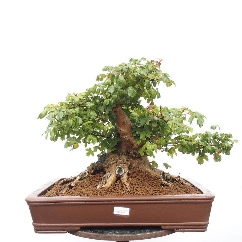 Outdoor bonsai - Baby maple - Acer campestre