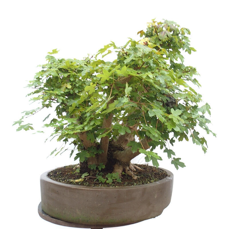 Outdoor bonsai - Baby maple - Acer campestre