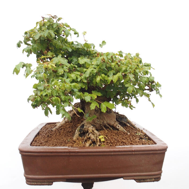 Outdoor bonsai - Baby maple - Acer campestre