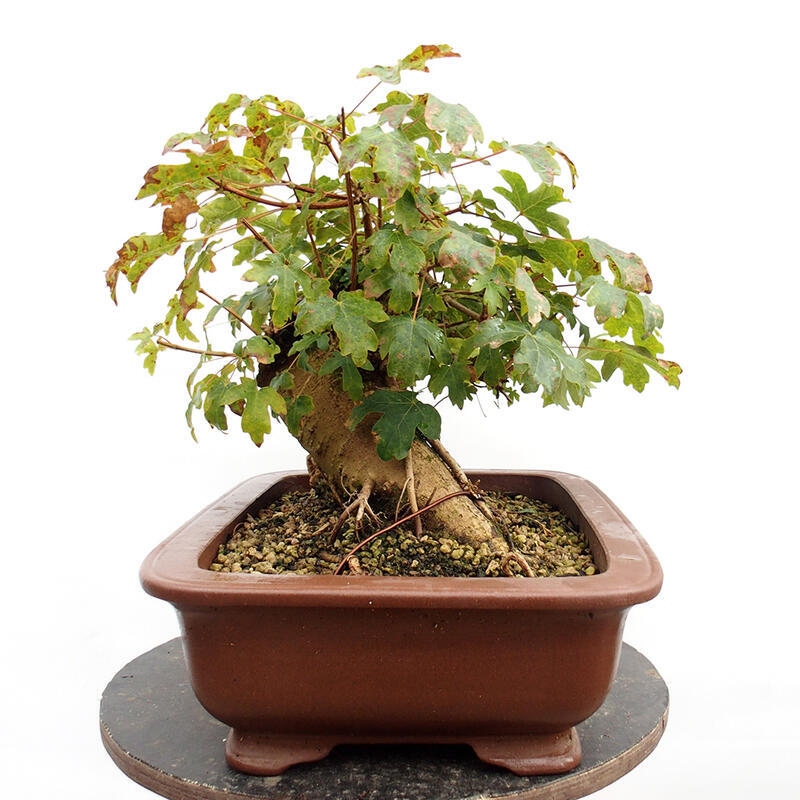 Outdoor bonsai - Baby maple - Acer campestre