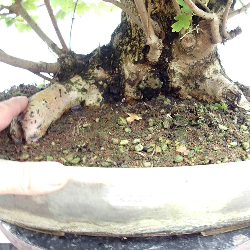 Outdoor bonsai - Baby maple - Acer campestre