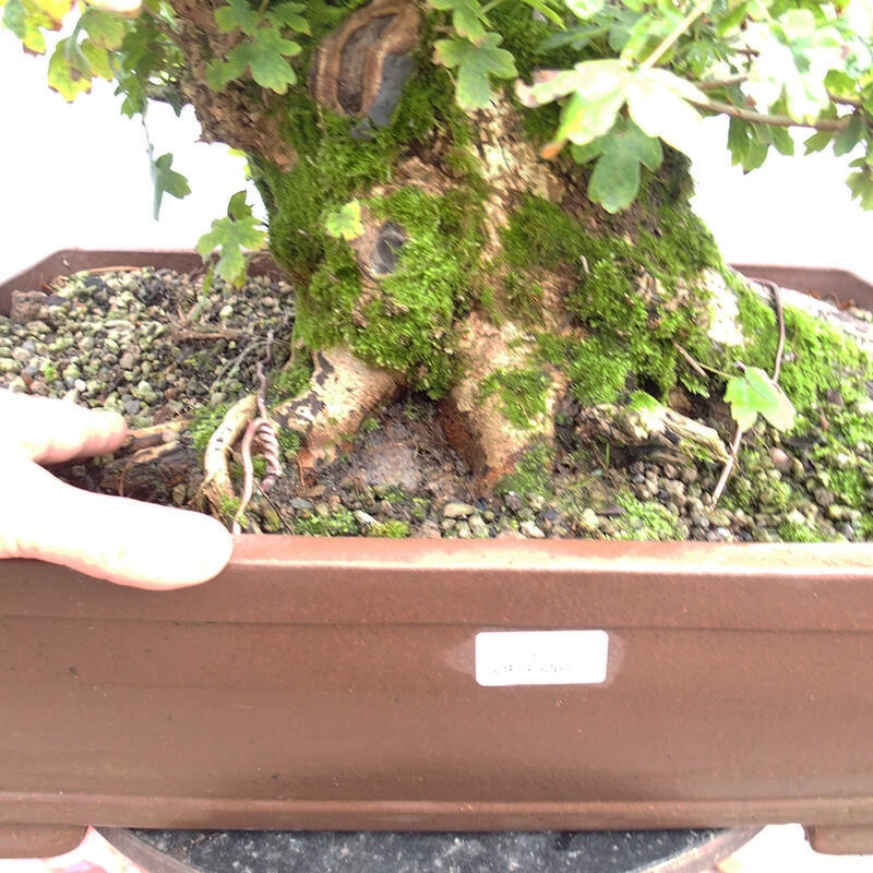 Outdoor bonsai - Baby maple - Acer campestre