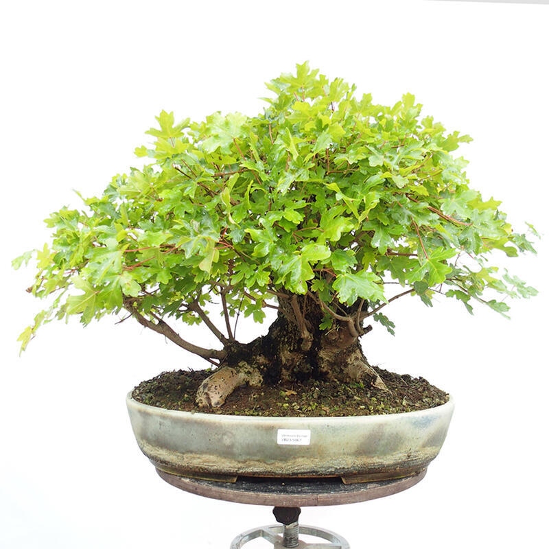 Outdoor bonsai - Baby maple - Acer campestre