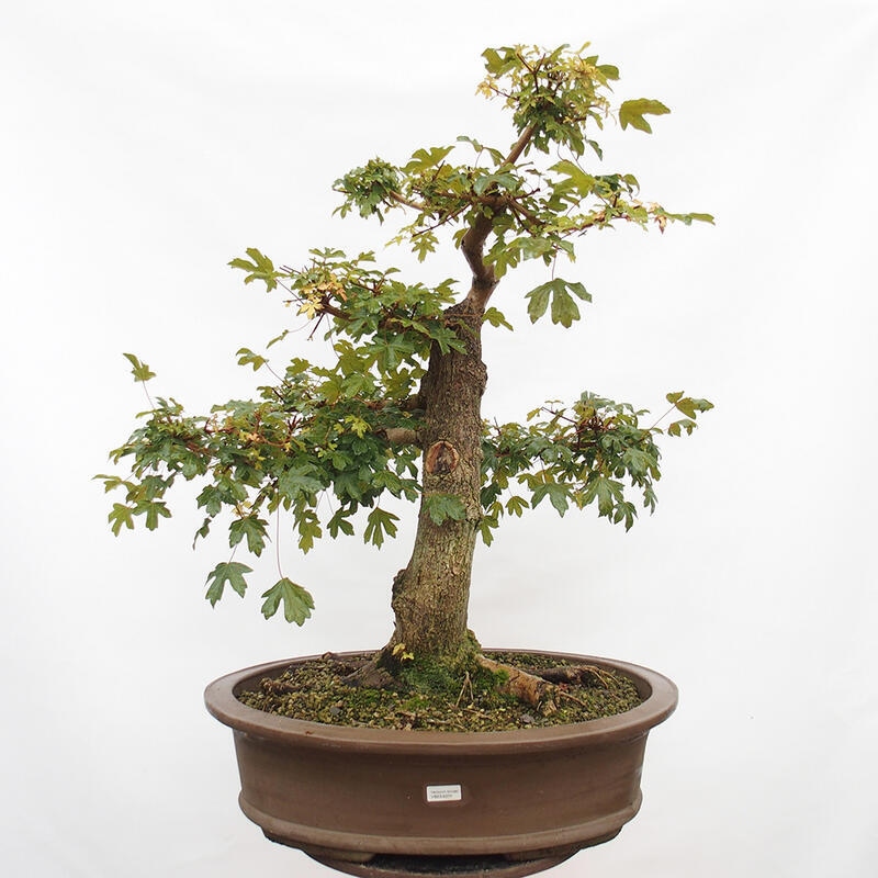 Outdoor bonsai - Baby maple - Acer campestre