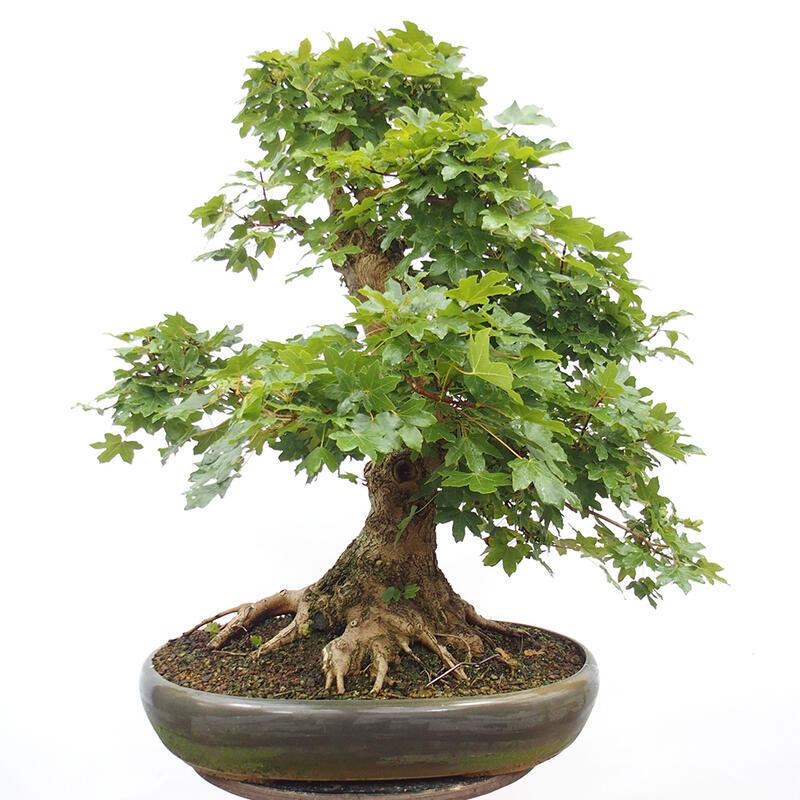 Outdoor bonsai - Baby maple - Acer campestre