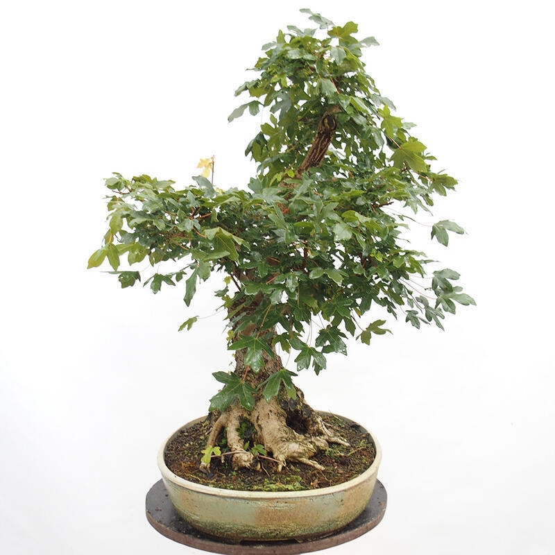 Outdoor bonsai - Baby maple - Acer campestre