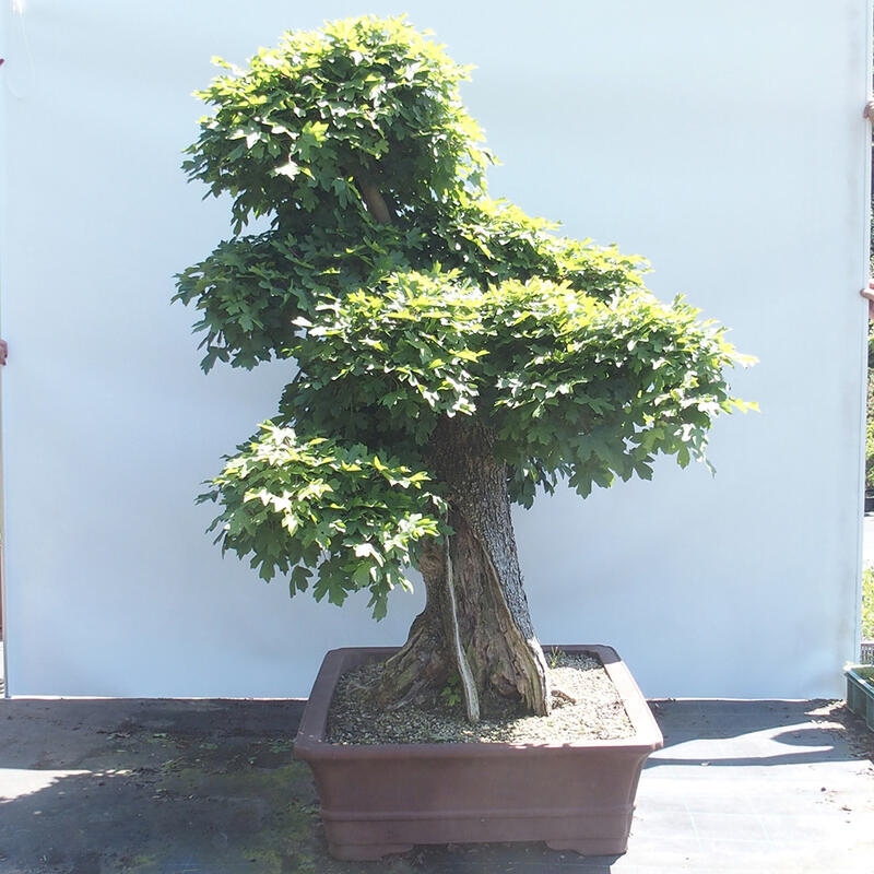 Outdoor bonsai - Baby maple - Acer campestre