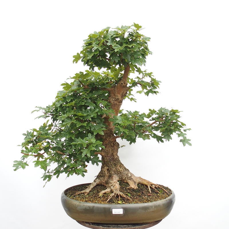 Outdoor bonsai - Baby maple - Acer campestre