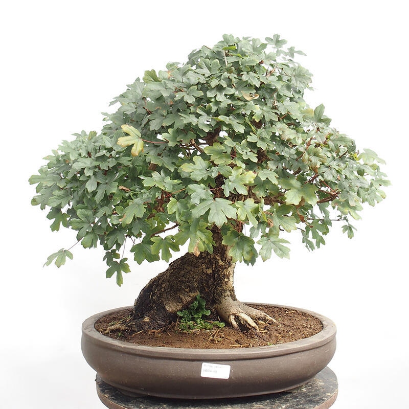 Outdoor bonsai - Baby maple - Acer campestre