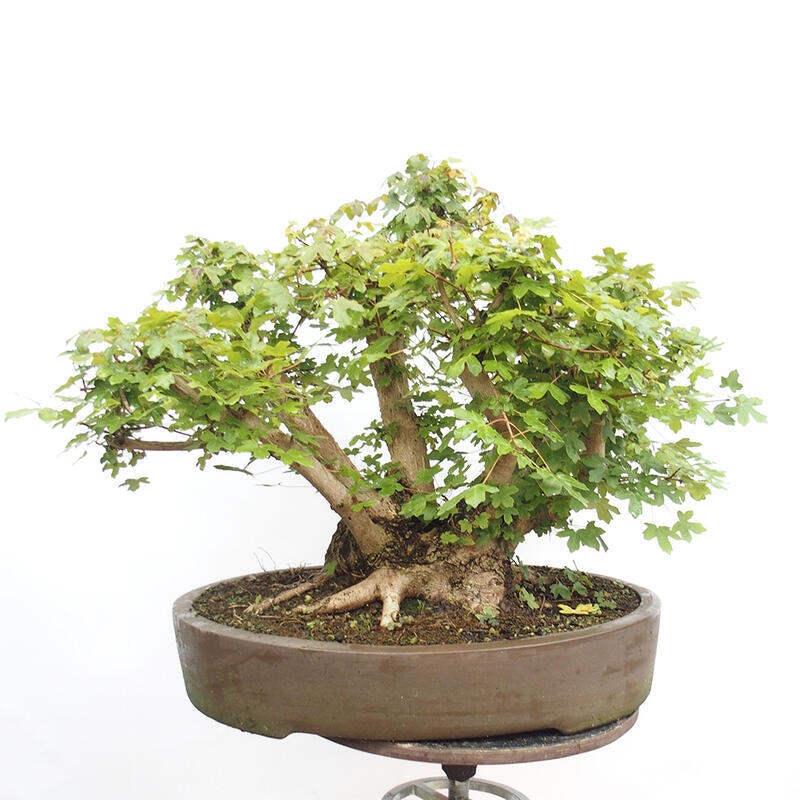 Outdoor bonsai - Baby maple - Acer campestre