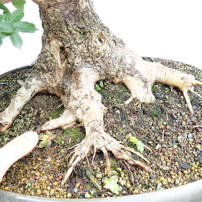 Outdoor bonsai - Baby maple - Acer campestre