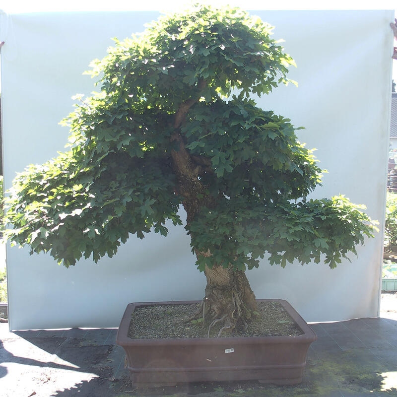 Outdoor bonsai - Baby maple - Acer campestre