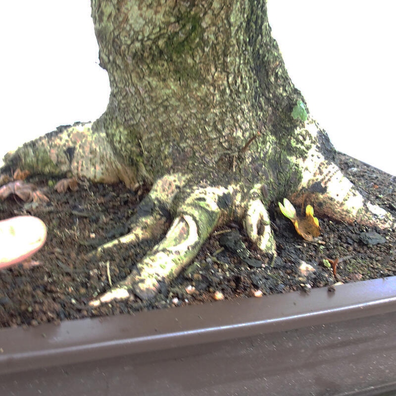 Outdoor bonsai - Baby maple - Acer campestre